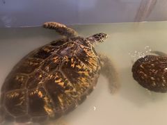 -秦皇岛新澳海底世界