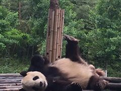 -都江堰中华大熊猫苑