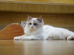 -滚猫咖啡·猫咖·猫友好撸猫(未来城店)