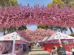 -南汇桃花村