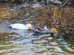 -长白岛森林公园