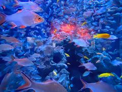 -成都浩海立方海洋公园