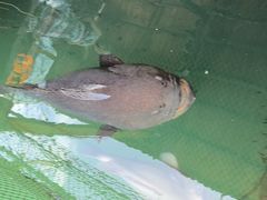 -蓝湾碧波·老字号·疍家非遗海上餐厅