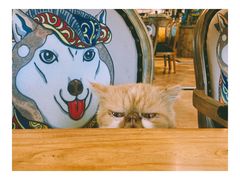 -more than meow吴止猫主题餐厅(承德 中船汇店)