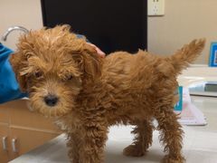 -安安宠医·臻爱宠物医院·宠保定点(营门口路分院)