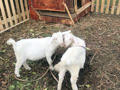 -崇明东平国家森林公园烧烤房车露营地