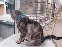 -有猫主题·治愈系猫咖(曾厝垵店)