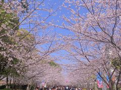 -高东镇樱花园