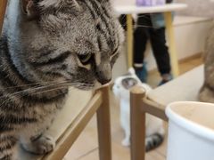 -猫咪派对(江南西店)