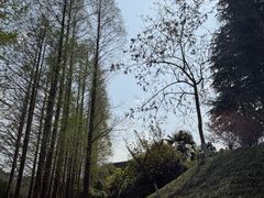 -梅园