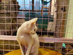 -70cat德文卷毛猫·缅因猫纯种猫舍