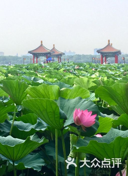 長春市南湖公園-景點圖片-長春周邊遊-大眾點評網