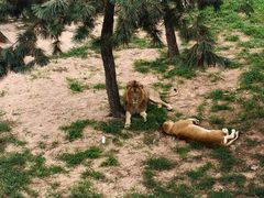 -西霞口神雕山野生动物世界
