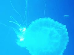 -芜湖新华联大白鲸海洋公园