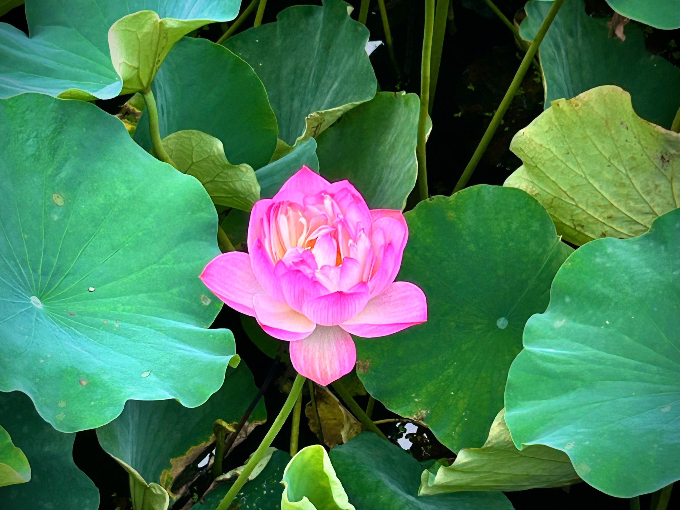 何花资料及图片风景图片