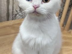 -楼上猫咖(罗湖店)