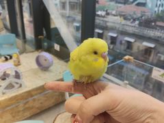 -怪兽屋·羊驼·猫咖·狗咖(俊华广场店)