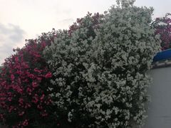 -紫荆花·影院足道·SPA(千灯店)