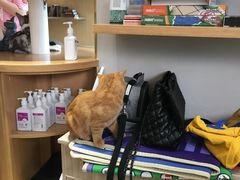 零售区-飞行喵MR PILOT|猫舍·猫咖(静安大融城店)