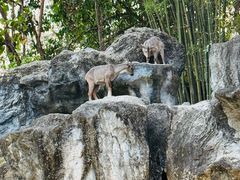 -清迈夜间动物园