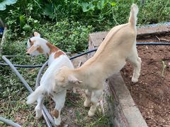 -马陆小张葡萄园农家乐