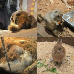 -Zoolung Zoolung动物主题公园(海信广场店)