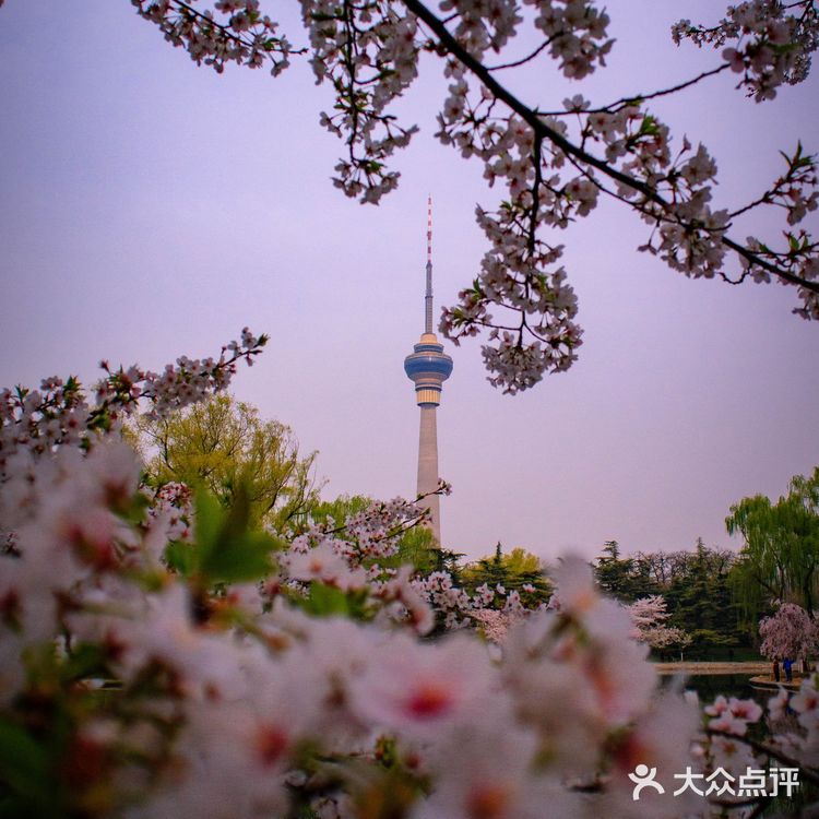 独享玉渊潭樱花🌸🌸,这份攻略请收好
