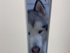 -瑞派康怡24h宠物医院·犬猫医疗中心·微创绝育(瑞景分院)
