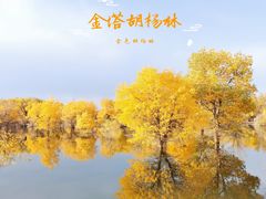 -金塔沙漠胡杨林景区