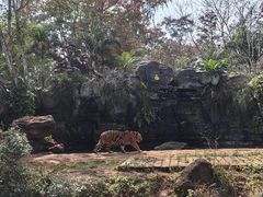 -海南热带野生动植物园