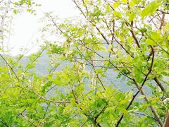 景点-黑河国家森林公园