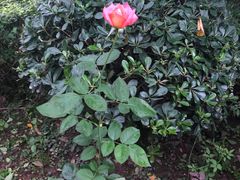 -百林公园-两江幸福广场