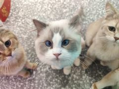 -大型宠物商超·宠海王国·宠物猫狗活体·用品·美容(新世界百货重庆店)