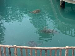 -广东惠东海龟国家级自然保护区