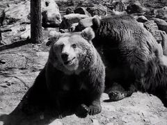 -石家庄市动物园