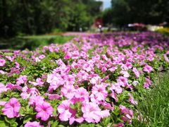 -黑龙江省森林植物园