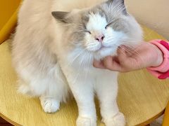 -有喵·猫咖·狗咖·30几只猫10只小狗(岗厦店)