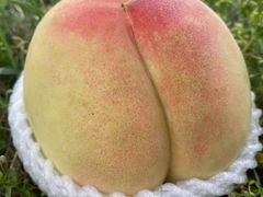 -老袁家蜜桃农场·阳山水蜜桃