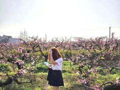 -南汇桃花村