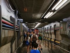 -奥兰多迪士尼动物王国乐园