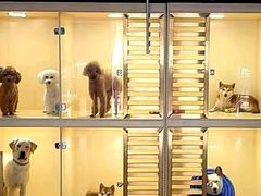 -宠物之家Pets Home 宠物寄养酒店