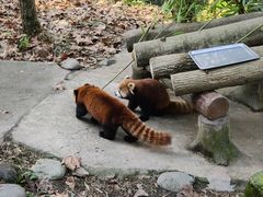 -都江堰中华大熊猫苑