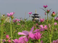 -洋湖国家湿地公园