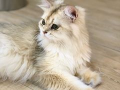 -李小姐の猫咖啡馆(五角场店)