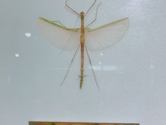 -上海昆虫博物馆