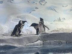 -上海海洋水族馆