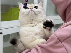 -青奢宠物·青奢猫舍