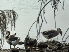 -海珠湖公园