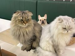 -安格丽娜·狗咖·猫咖羊驼咖(春熙路百盛商场店)