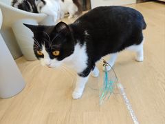 -有喵·猫咖·狗咖·30几只猫10只小狗(岗厦店)